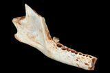 Oligocene Fossil Hemicyonine Bear (Cephalogale) Jaw - France #154983-2